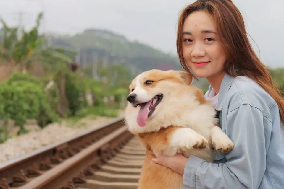 Dog traveling with an owner