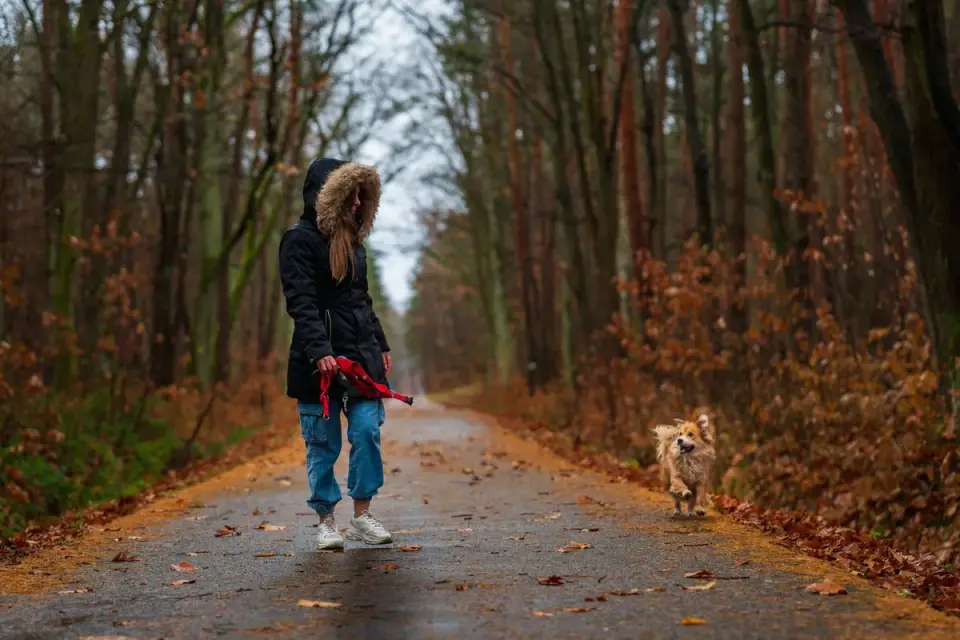 Dog traveling with an owner
