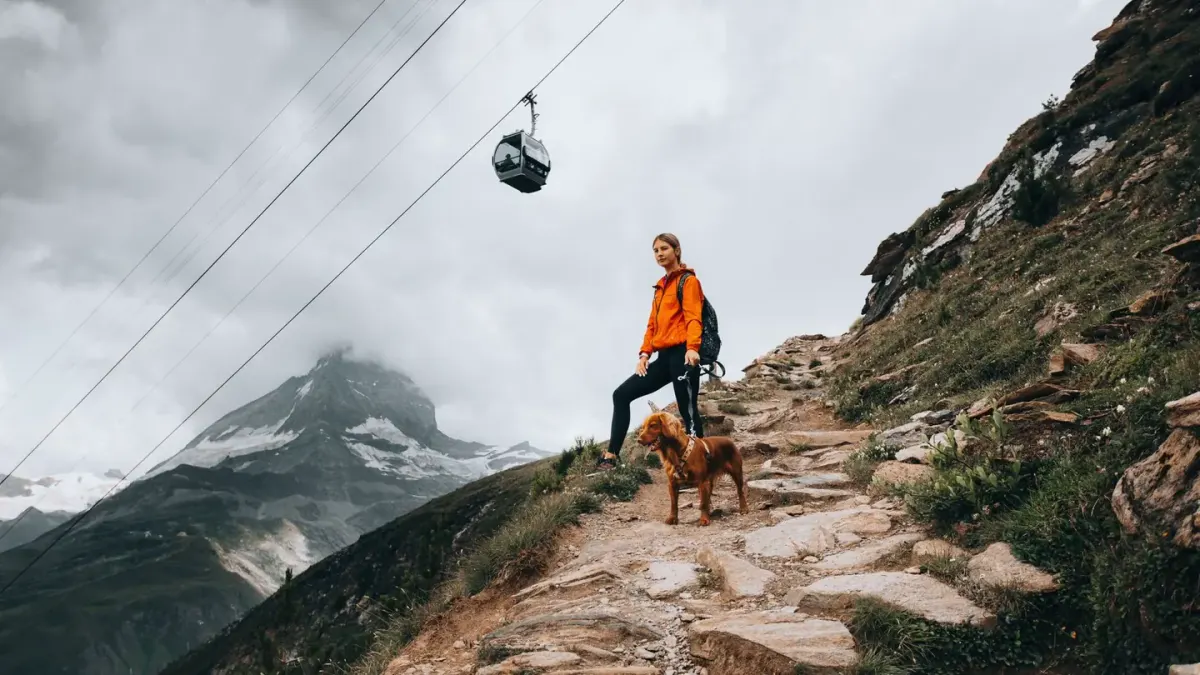 Dog traveling with an owner
