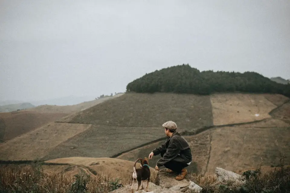 Dog traveling with an owner