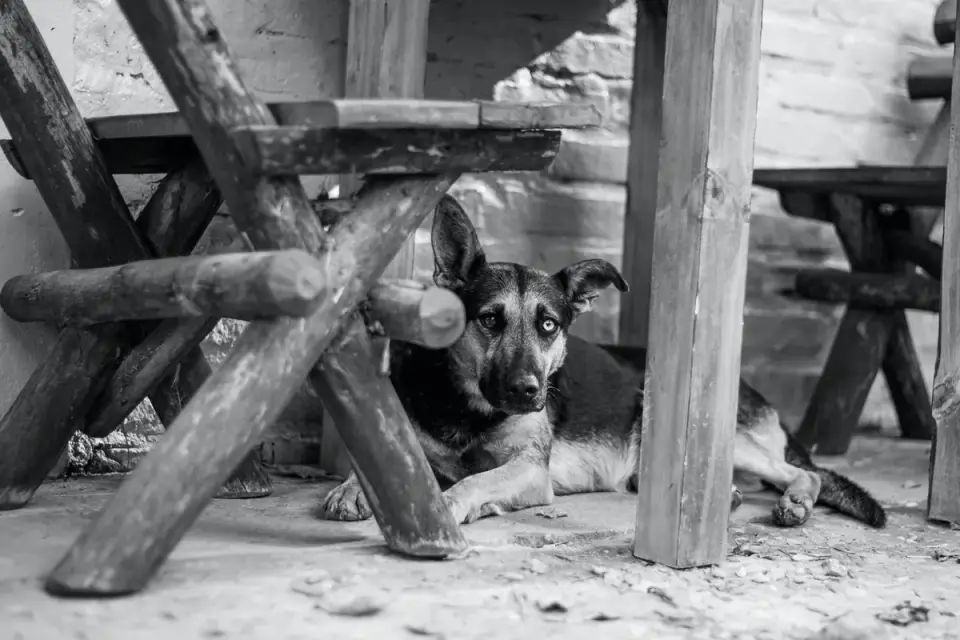 Dog under furniture