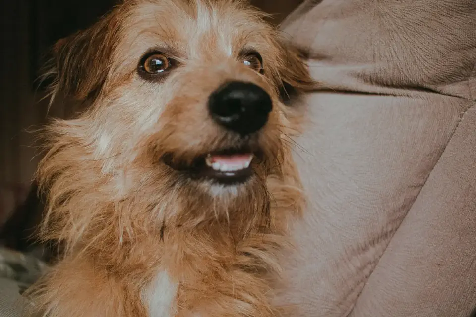 Dog under furniture