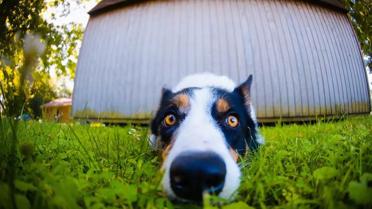 Dog under furniture
