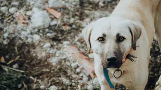 Dog waiting beside a bowl