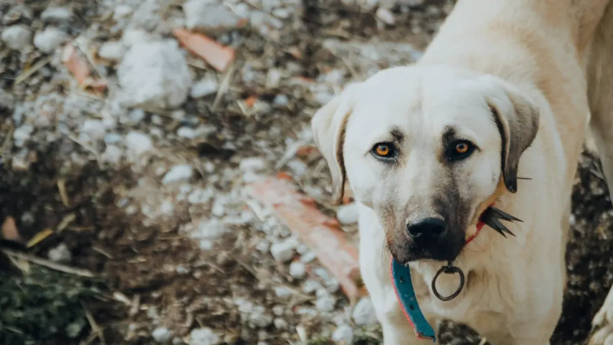 Dog waiting beside a bowl