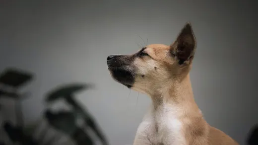 Dog waiting beside a bowl