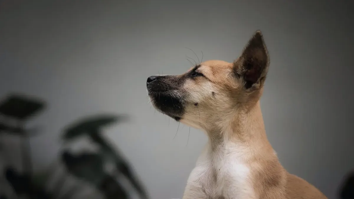 Dog waiting beside a bowl