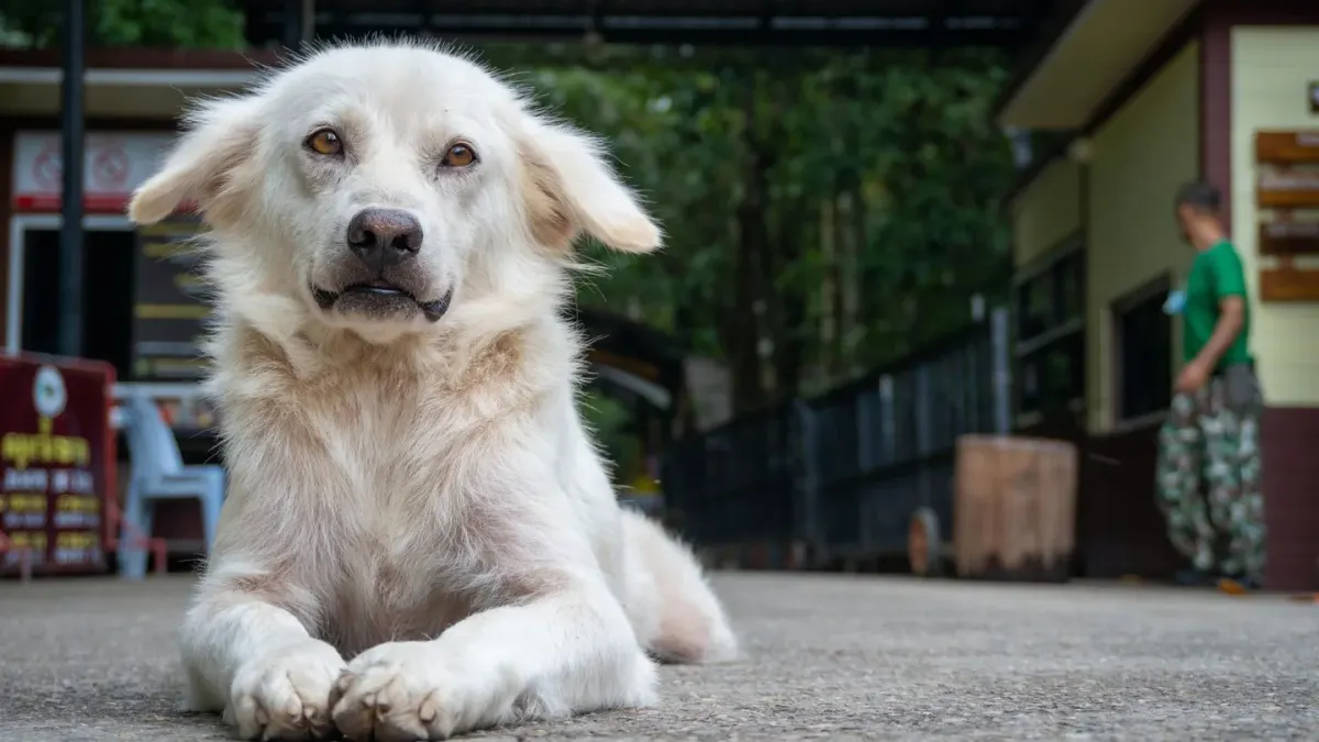 Dog waiting beside a bowl