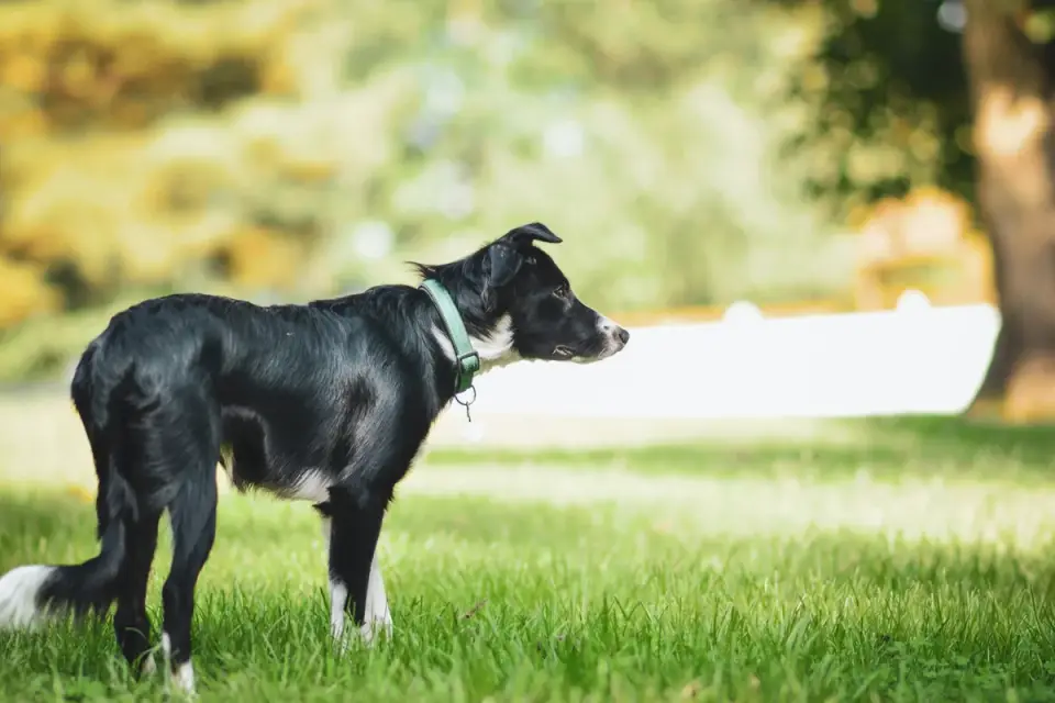 Dog waiting beside a bowl