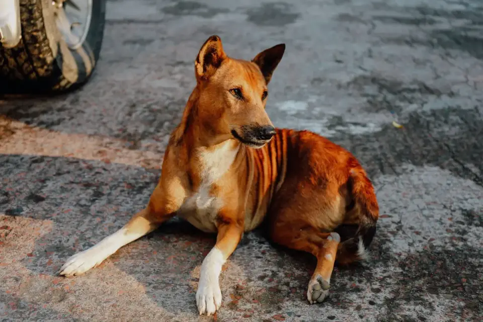 Dog waiting beside a bowl