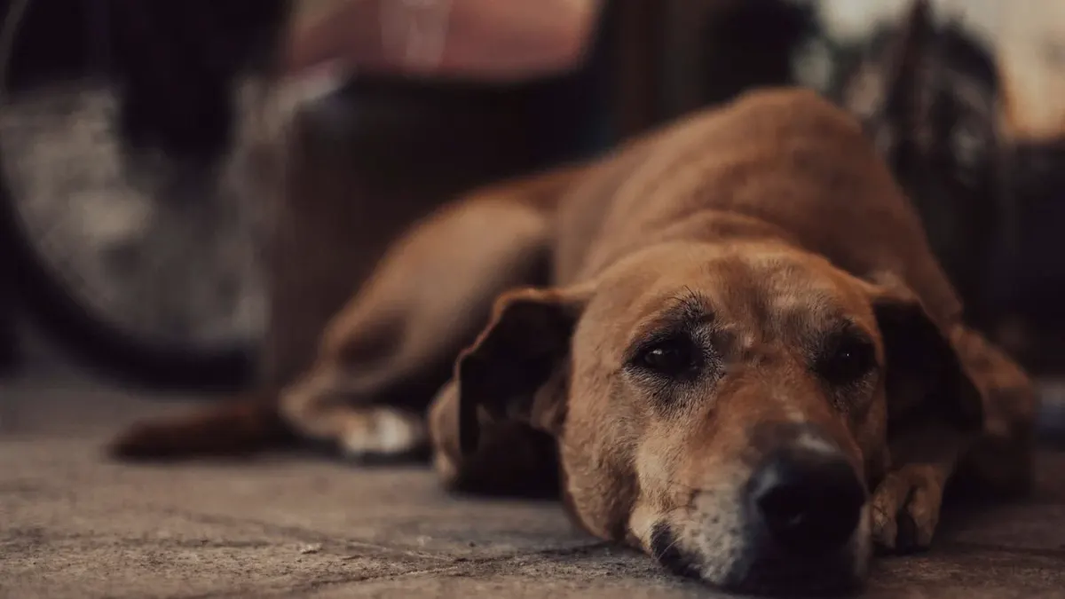 Dog waiting beside a bowl