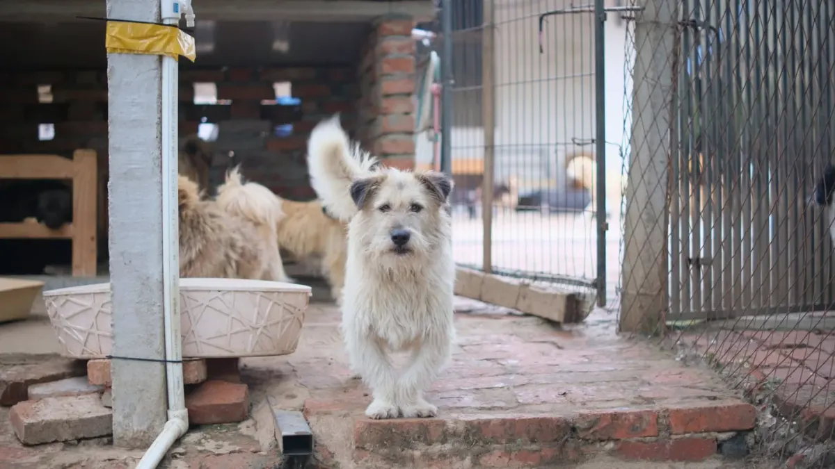 Dog waiting beside a bowl