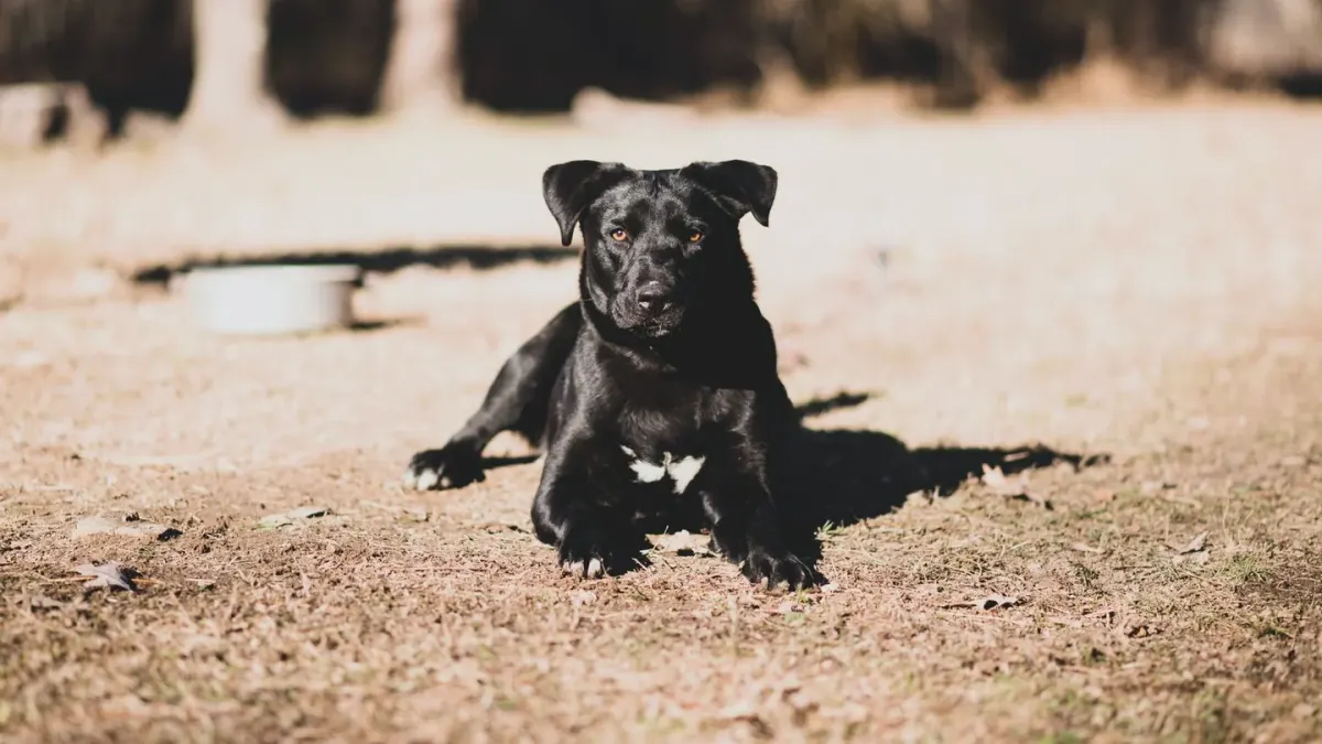 Dog waiting beside a bowl
