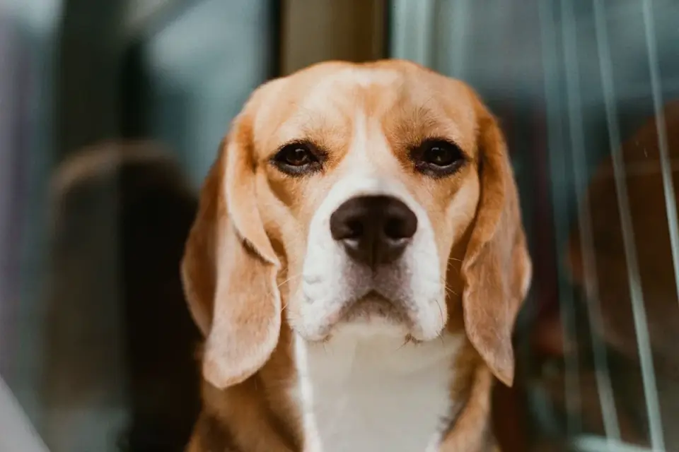 Dog waiting indoors