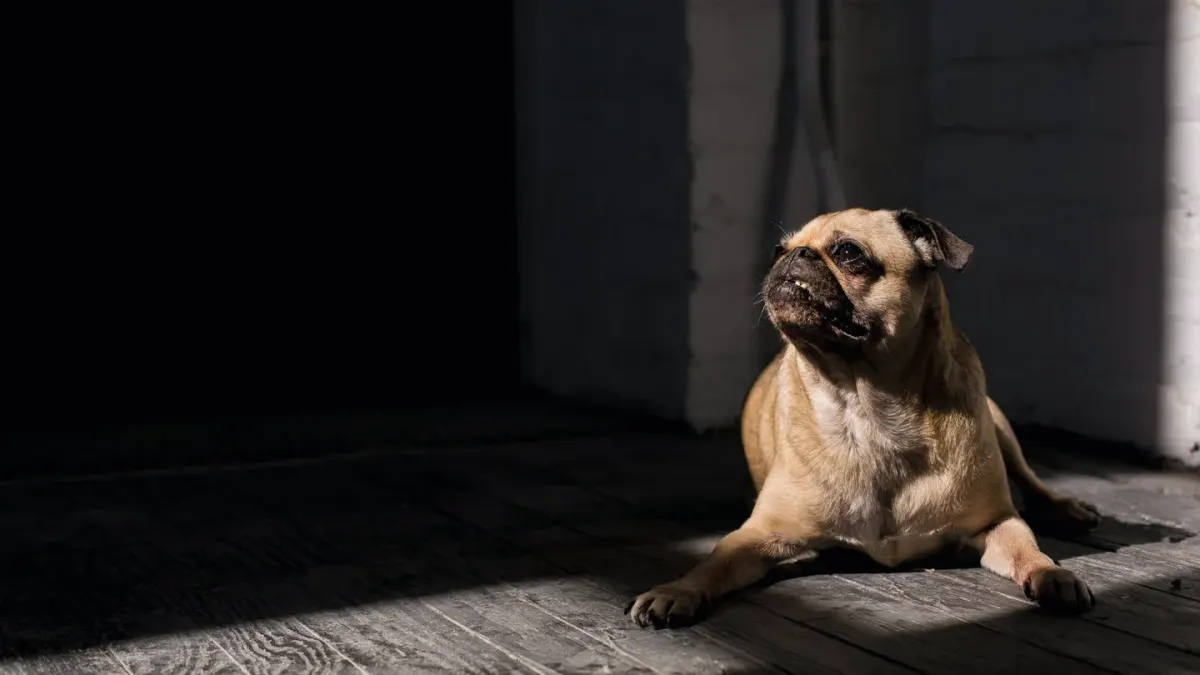 Dog waiting indoors
