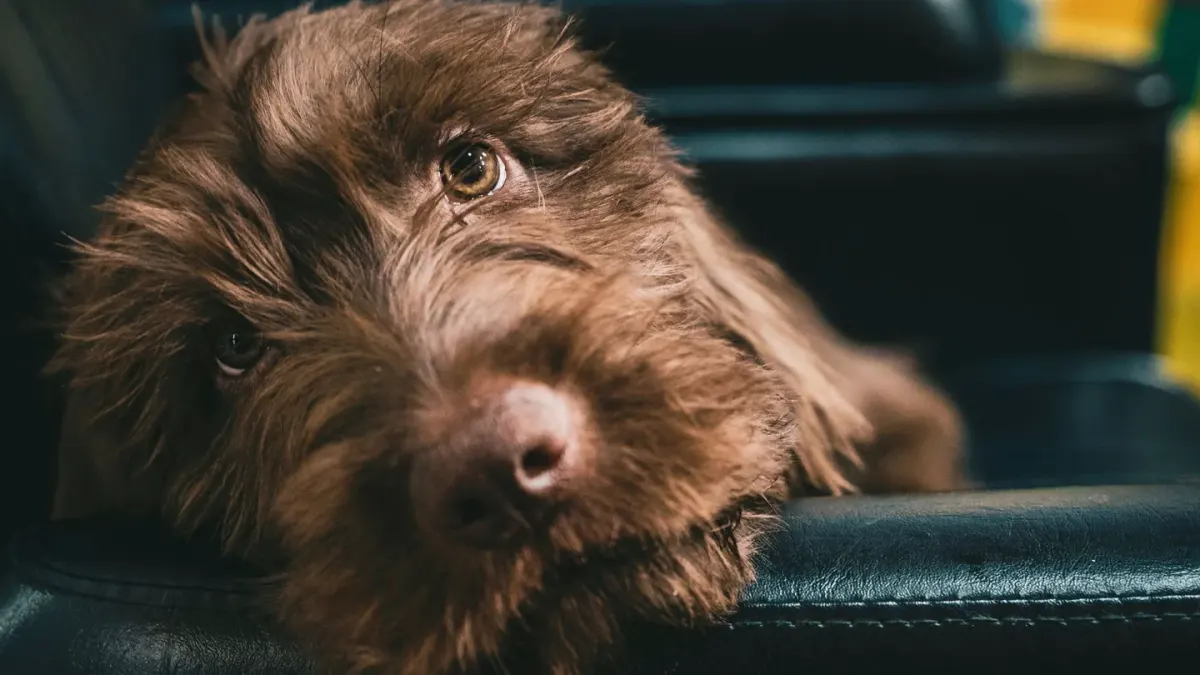 Dog waiting indoors