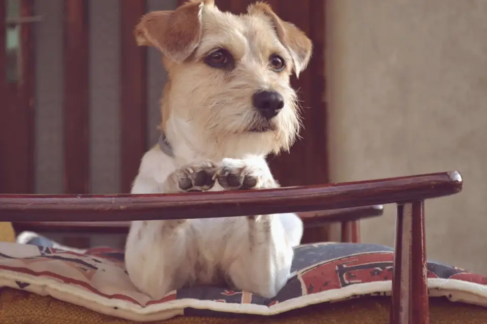 Dog waiting indoors