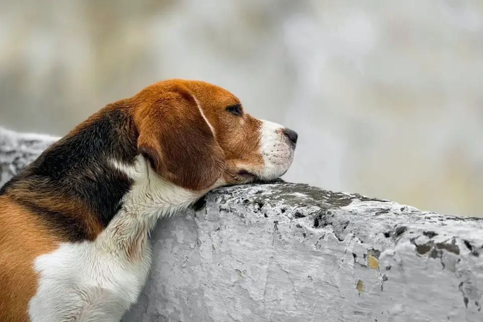 Dog waiting indoors