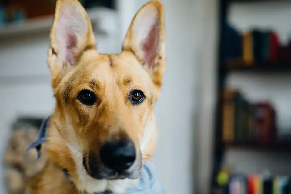 Dog waiting indoors