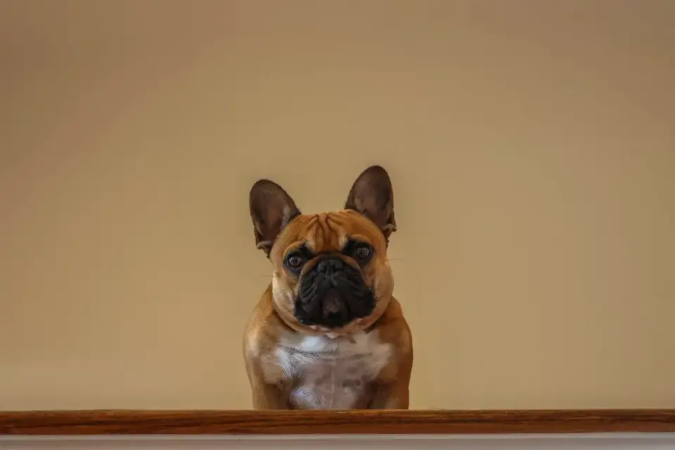 Dog waiting indoors