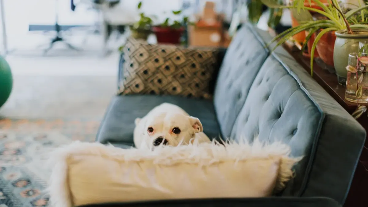 Dog waiting indoors