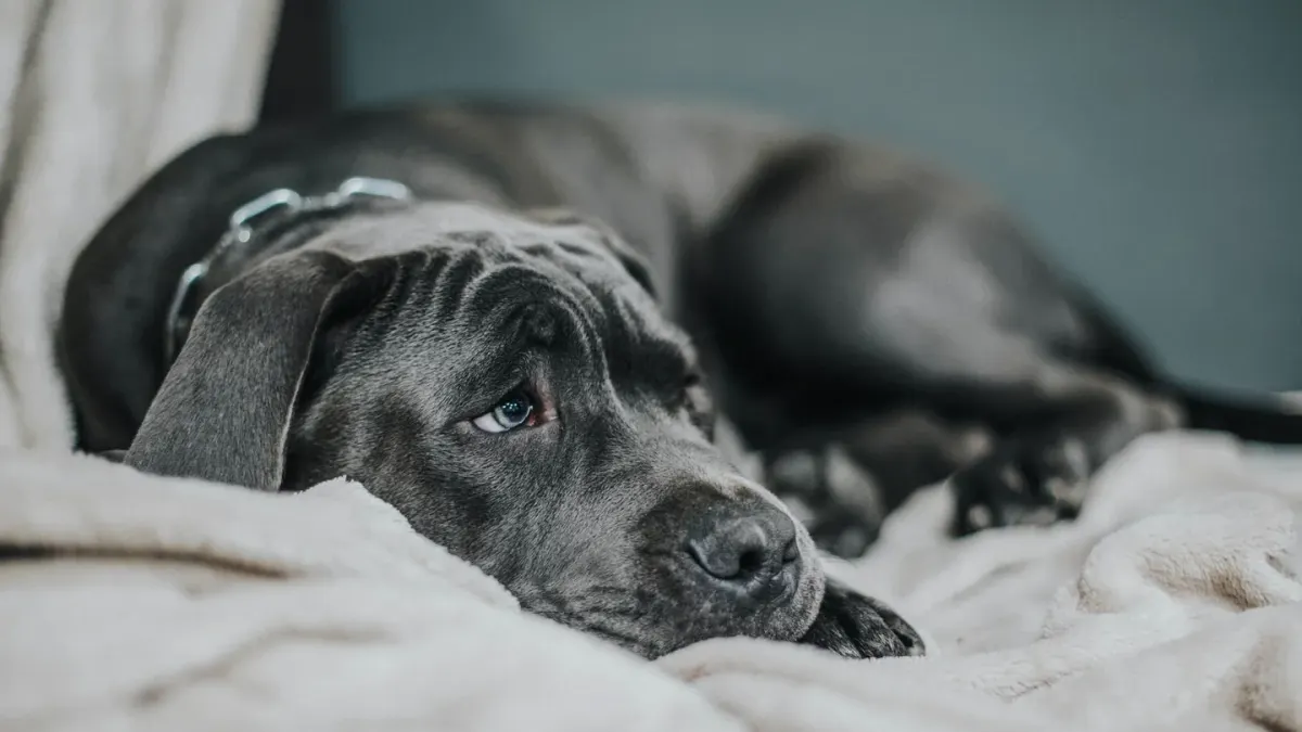 Dog waiting indoors