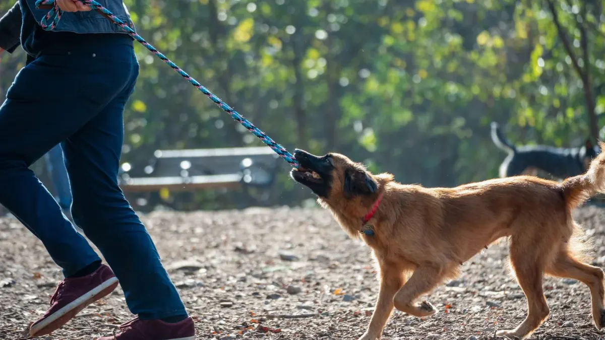 Dog walking with an owner