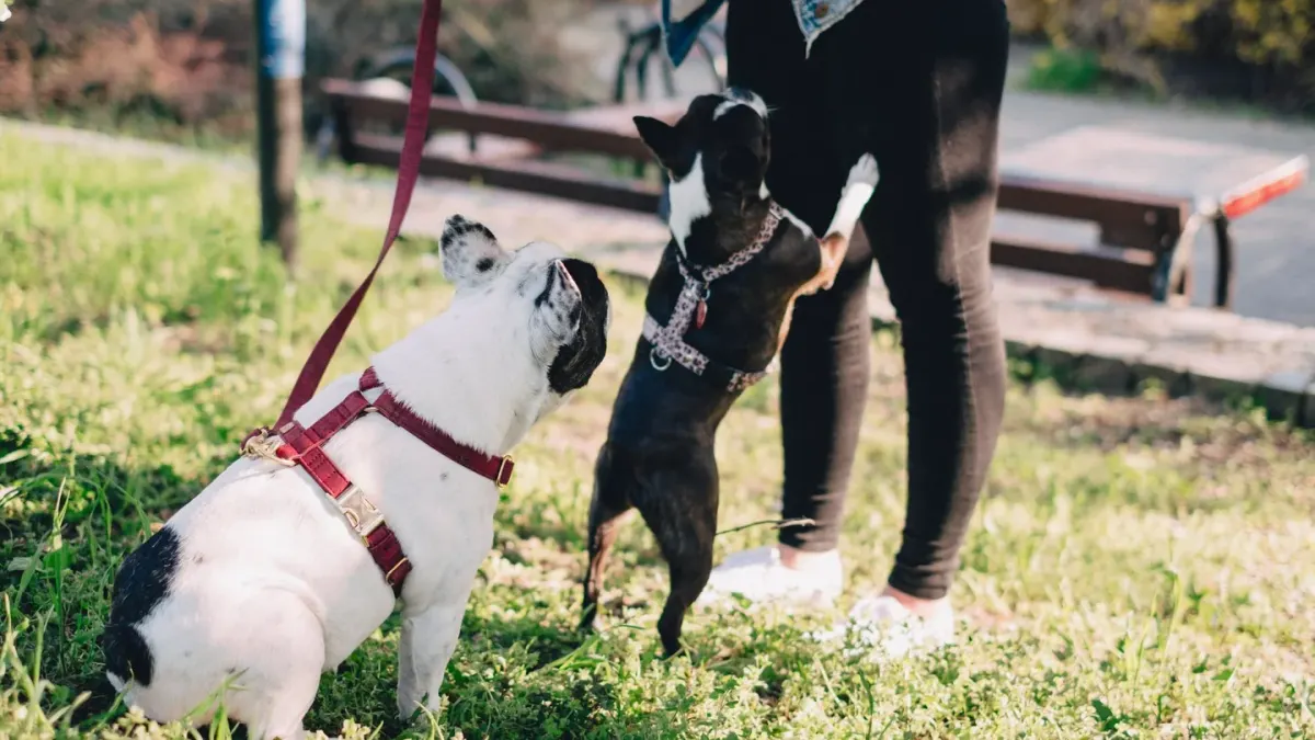 Dog walking with an owner
