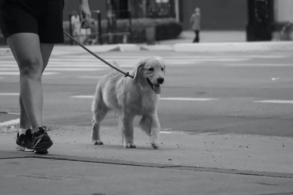 Dog walking with an owner