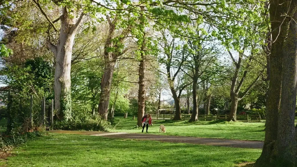 Dog walking with an owner