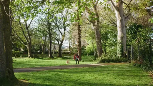 Dog walking with an owner