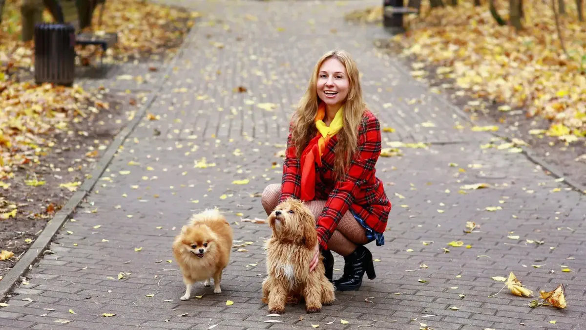 Dog walking with an owner