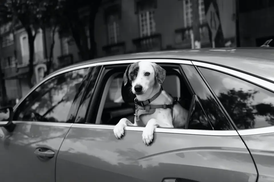 Dog wearing a car safety harness clipped into the rear seat belt