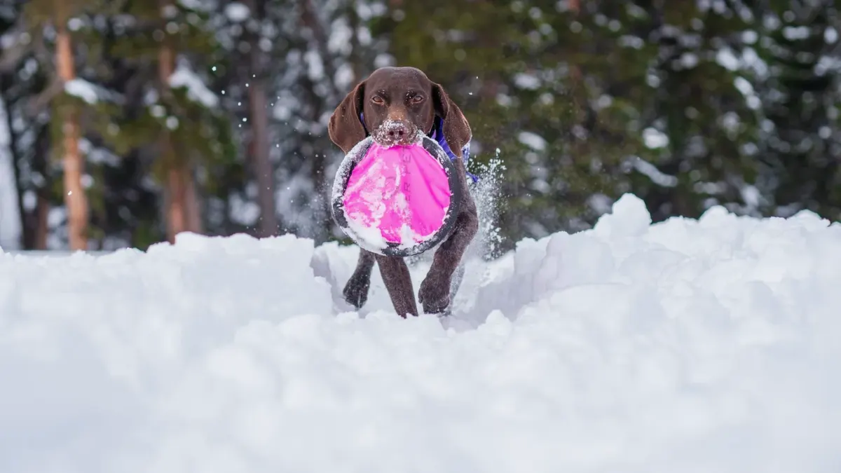 Dog with a rubber toy