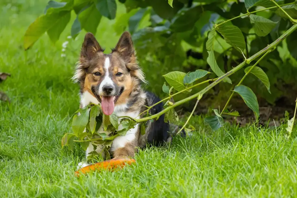 Dog with a rubber toy