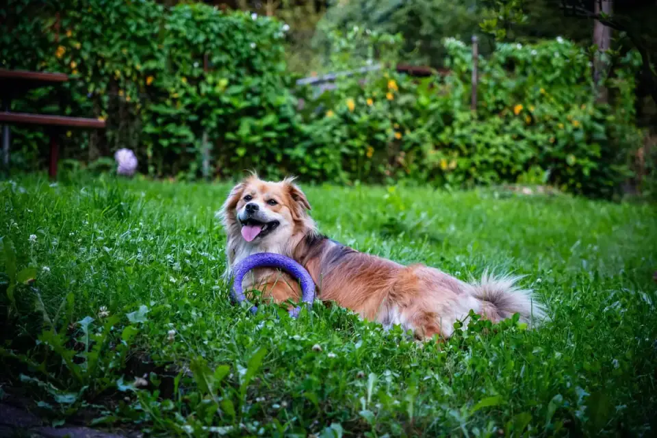 Dog with a rubber toy