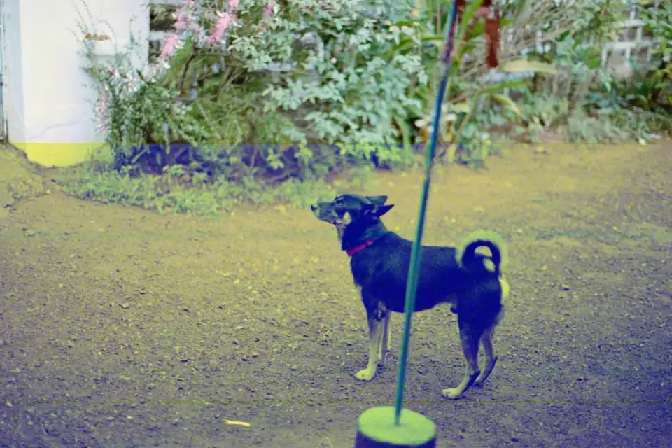 Dog with a rubber toy