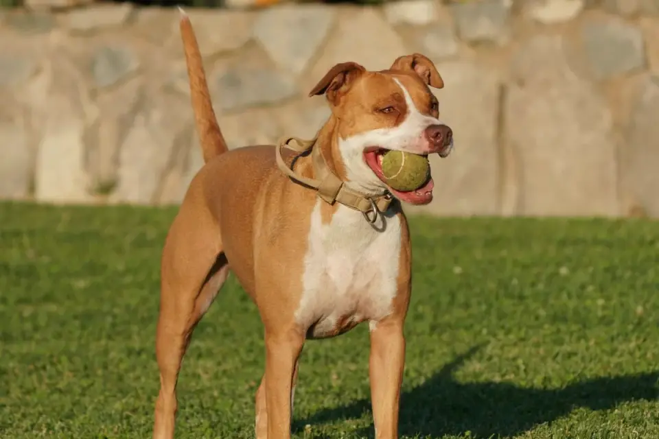 Dog with a rubber toy