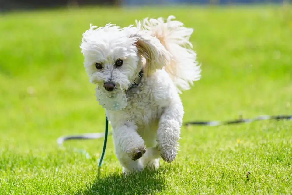 Dog with a rubber toy