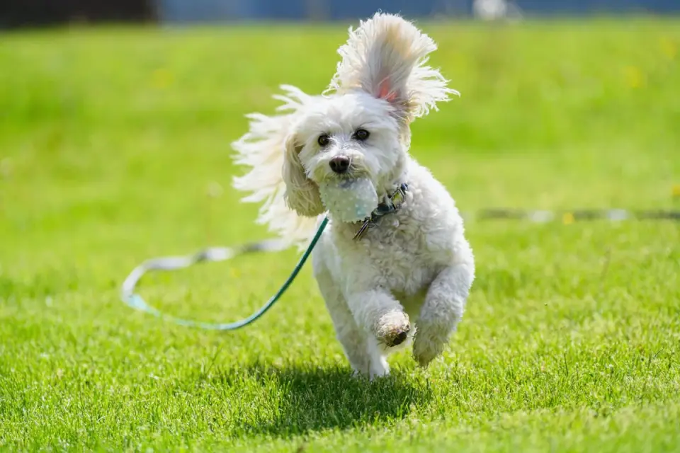 Dog with a rubber toy