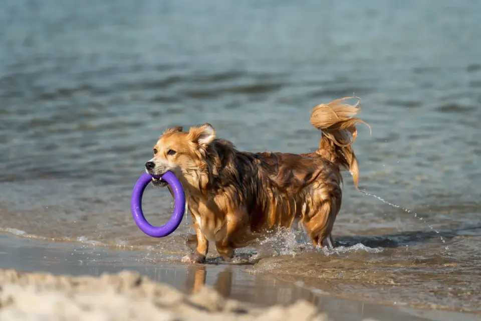 Dog with a rubber toy