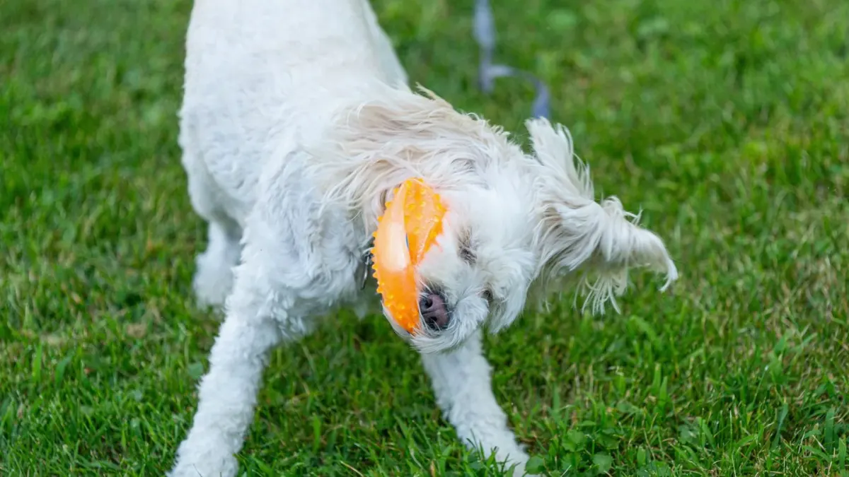 Dog with a rubber toy