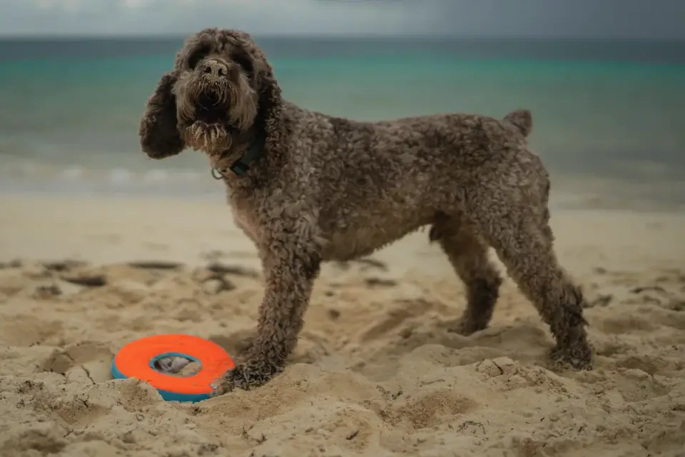 Dog with a rubber toy