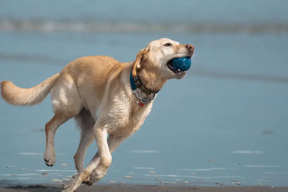 Dog with a rubber toy