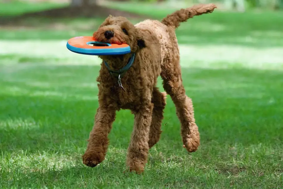 Dog with a rubber toy