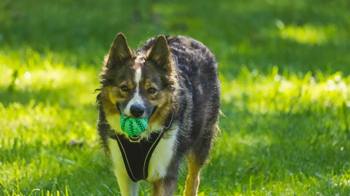 Dog with a rubber toy