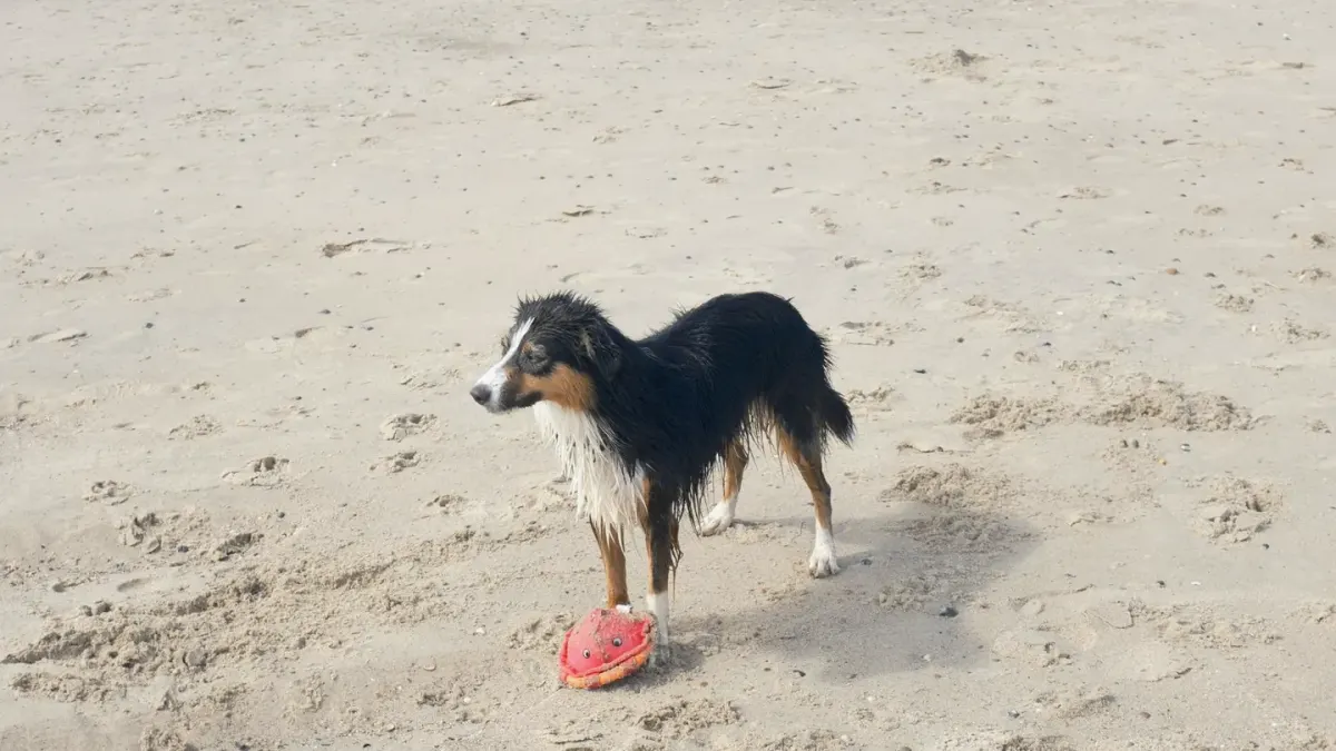 Dog with a rubber toy
