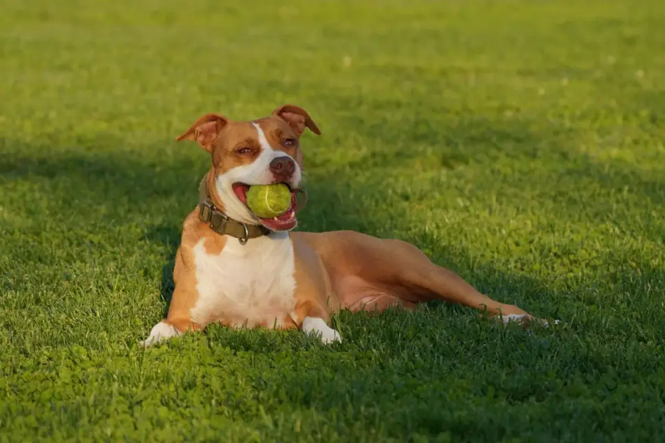 Dog with a rubber toy