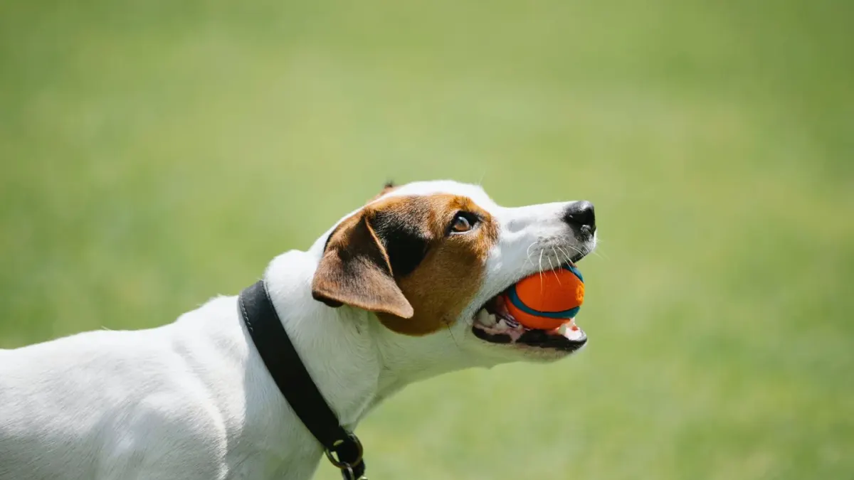 Dog with a rubber toy
