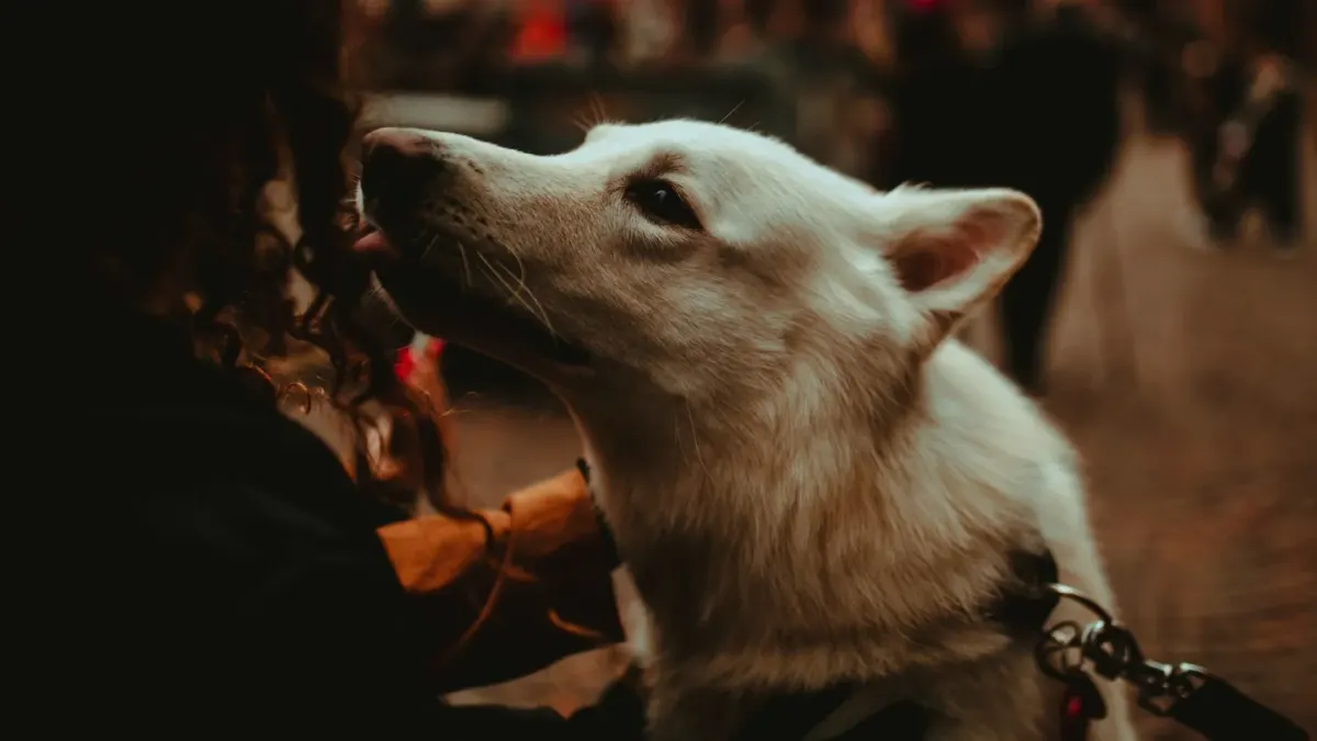 Dog with an owner at home